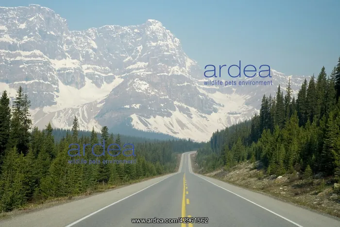  : Icefields ParkwayBanff National Park