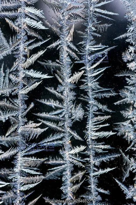  : Iceflower - frostflower on glass window