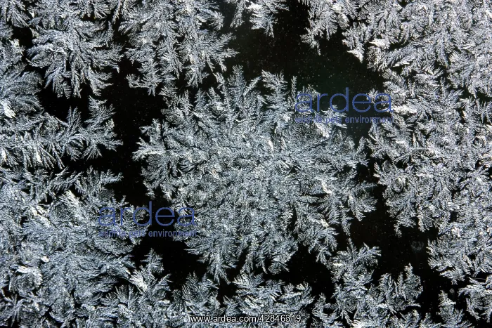  : Iceflower - frostflower on window glass