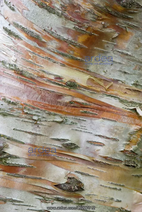 : Iceland, Akureyri. Bark detail on a birch : Iceland, Akureyri. Bark detail on a birch