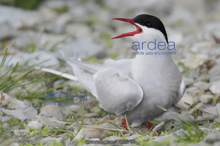 : Iceland. Artic tern screams while guarding : Iceland. Artic tern screams while guarding