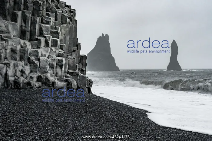 : Iceland. Black beaches and sea stacks of Reynisfjara : Iceland. Black beaches and sea stacks of Reynisfjara