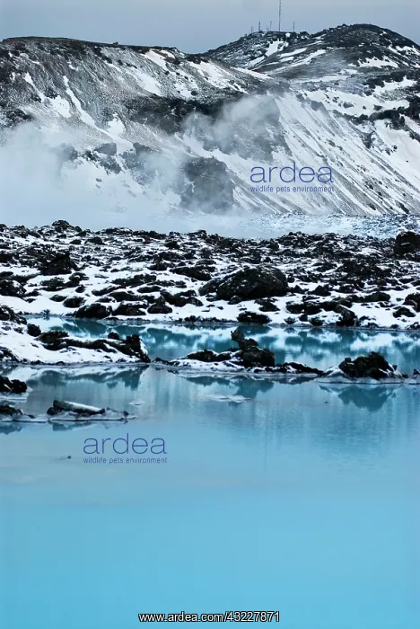 : Iceland, Blue Lagoon. Vibrant blue lake : Iceland, Blue Lagoon. Vibrant blue lake