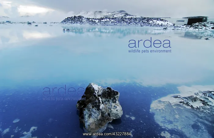 : Iceland, Blue Lagoon. Vibrant blue lake : Iceland, Blue Lagoon. Vibrant blue lake