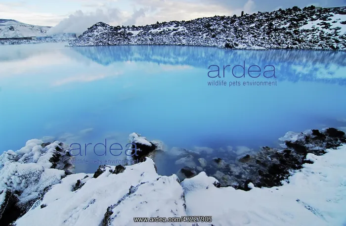  : Iceland, Blue Lagoon. Vibrant blue lake