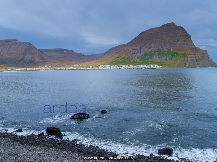 : Iceland, Bolungarvik at fjord Isafjardardjup. The Westfjords : Iceland, Bolungarvik at fjord Isafjardardjup. The Westfjords