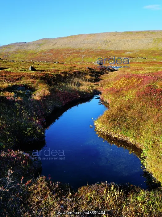 : Iceland, colors of fall in Middalur at : Iceland, colors of fall in Middalur at