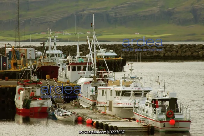 : Iceland, Djupivogur. Boats docked in Djupivogur : Iceland, Djupivogur. Boats docked in Djupivogur