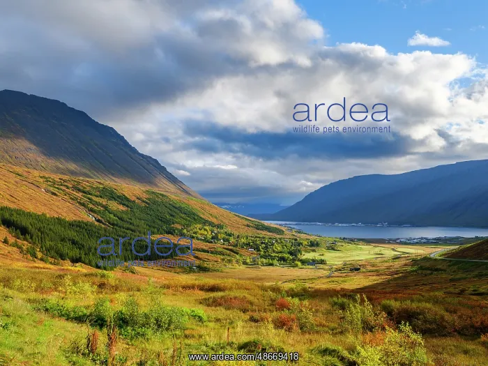 : Iceland, Engidalur and Isafjordur. Capital of the Westfjords : Iceland, Engidalur and Isafjordur. Capital of the Westfjords