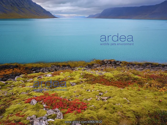 : Iceland. Fjord Borgarfjordur and Arnarfjordur during autumn : Iceland. Fjord Borgarfjordur and Arnarfjordur during autumn