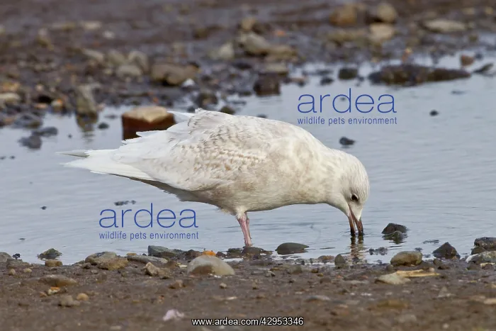 : Iceland Gull - 2nd winter drinking from pool - vagrant : Iceland Gull - 2nd winter drinking from pool - vagrant
