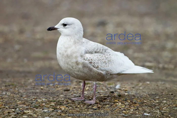 : Iceland Gull - 2nd winter - vagrant : Iceland Gull - 2nd winter - vagrant