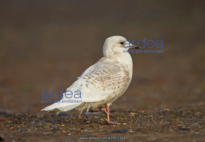: Iceland Gull - 2nd winter - vagrant : Iceland Gull - 2nd winter - vagrant