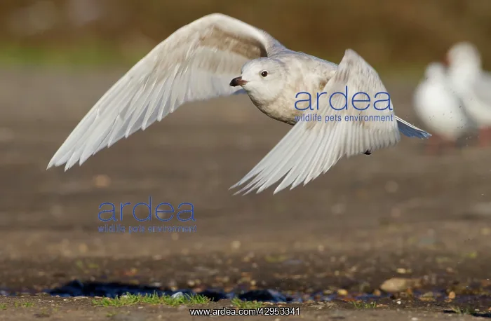 : Iceland Gull - 2nd winter - vagrant in flight : Iceland Gull - 2nd winter - vagrant in flight