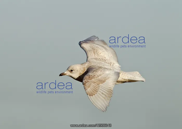 : Iceland Gull - 2nd winter - vagrant in flight : Iceland Gull - 2nd winter - vagrant in flight
