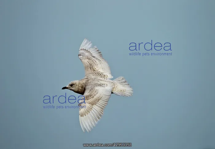 : Iceland Gull - 2nd winter - vagrant in flight : Iceland Gull - 2nd winter - vagrant in flight