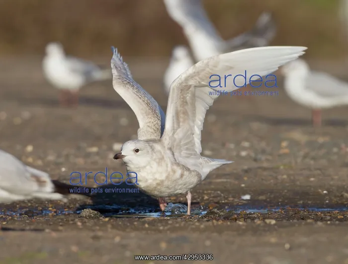 : Iceland Gull - 2nd winter - vagrant taking off : Iceland Gull - 2nd winter - vagrant taking off