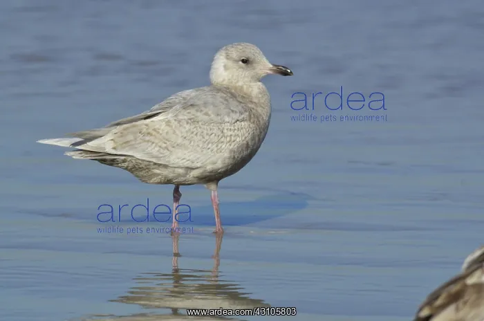 : Iceland Gull : Iceland Gull