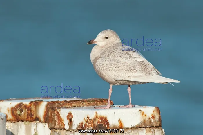 : Iceland Gull : Iceland Gull