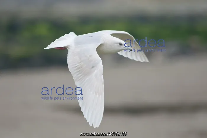 : Iceland Gull : Iceland Gull