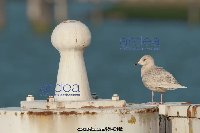 : Iceland Gull : Iceland Gull