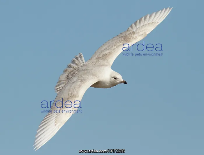 : Iceland Gull : Iceland Gull