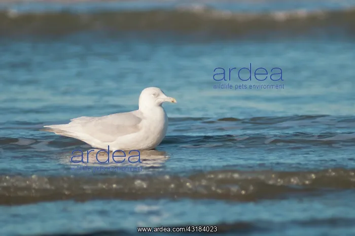 : Iceland Gull : Iceland Gull