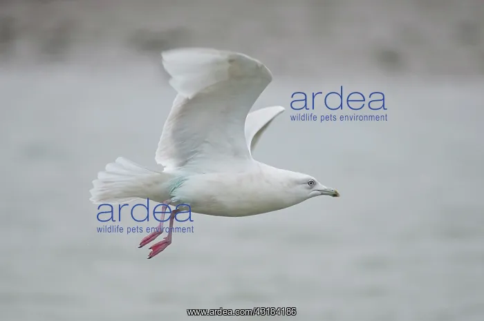 : Iceland Gull : Iceland Gull