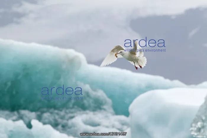 : Iceland Gull : Iceland Gull