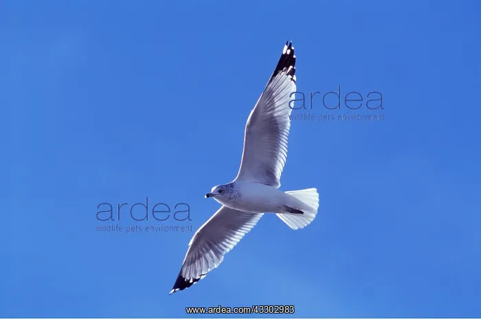  : ICELAND GULL - adult in flight