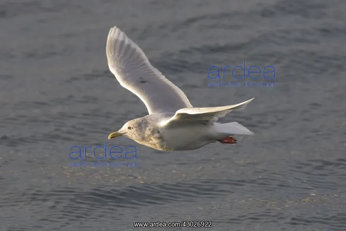  : Iceland Gull - adult in flight - Iceland