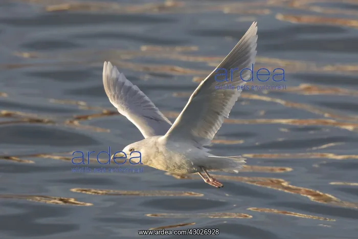 : Iceland Gull - adult in flight - Iceland : Iceland Gull - adult in flight - Iceland