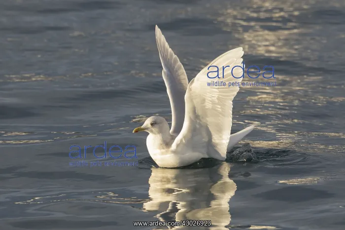 : Iceland Gull - adult landing on water - Iceland : Iceland Gull - adult landing on water - Iceland