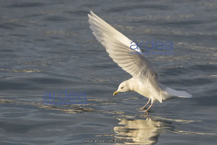 : Iceland Gull - adult landing on water - Iceland : Iceland Gull - adult landing on water - Iceland