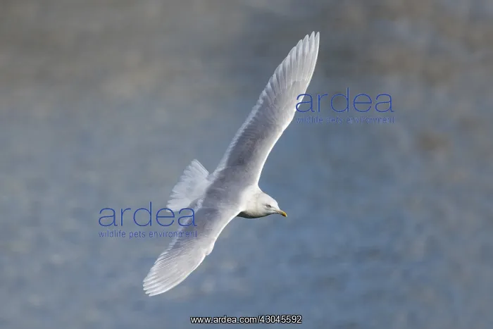 : Iceland Gull - Flight - Cornwall - UK : Iceland Gull - Flight - Cornwall - UK
