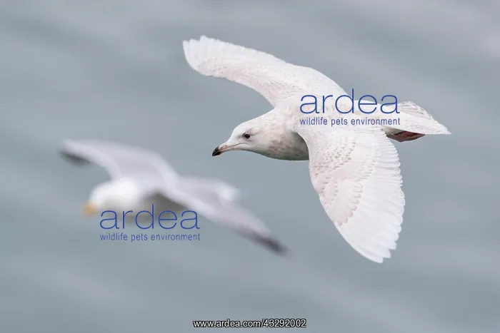 : Iceland Gull - Juvenile - Flight - Cornwall - UK : Iceland Gull - Juvenile - Flight - Cornwall - UK