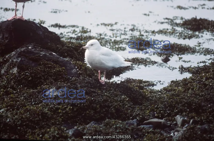 : ICELAND GULL - on rocks by shoreline : ICELAND GULL - on rocks by shoreline