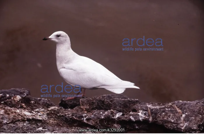 : ICELAND GULL - two year old : ICELAND GULL - two year old