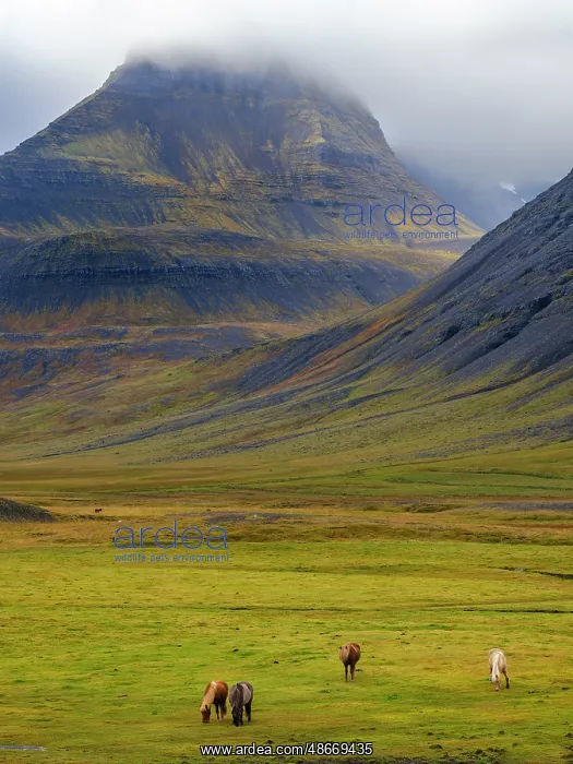 : Iceland. Haukadalur in Dyrafjordur during autumn : Iceland. Haukadalur in Dyrafjordur during autumn