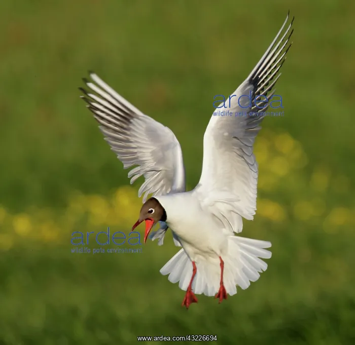 : Iceland, Hethnar. Black-headed gull screams : Iceland, Hethnar. Black-headed gull screams