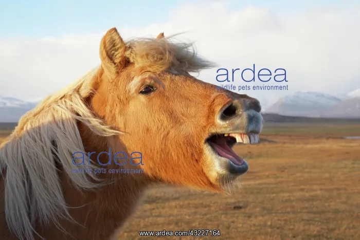 : Iceland, Hofn. Icelandic horse seems to : Iceland, Hofn. Icelandic horse seems to