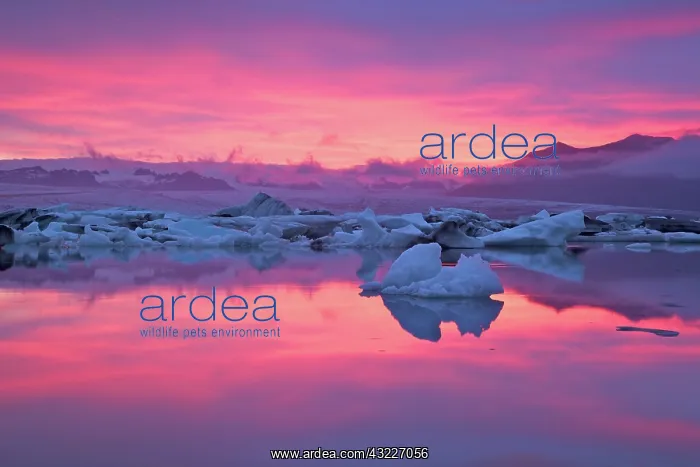 : Iceland, Hofn. Sunset over the Jokulsarlon : Iceland, Hofn. Sunset over the Jokulsarlon