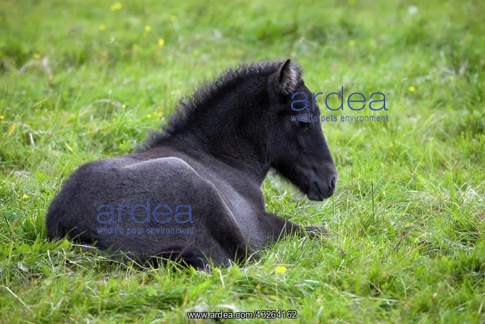 : Iceland horse, black colt, juvenile, Iceland, Europe : Iceland horse, black colt, juvenile, Iceland, Europe