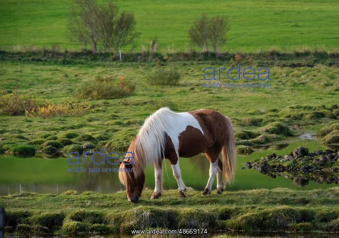 : Iceland. Horse grazes in southern Iceland : Iceland. Horse grazes in southern Iceland