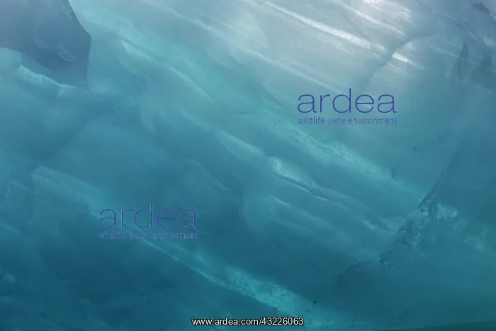 : Iceland, Icebergs floating in Jakulsarlon : Iceland, Icebergs floating in Jakulsarlon