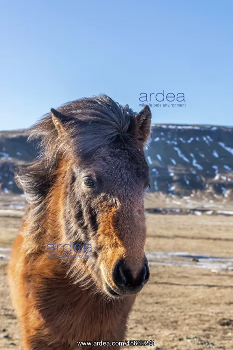 : Iceland, Icelandic horse : Iceland, Icelandic horse
