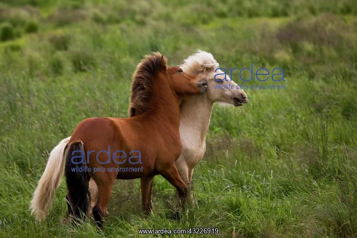 : Iceland. Icelandic horses getting feisty : Iceland. Icelandic horses getting feisty