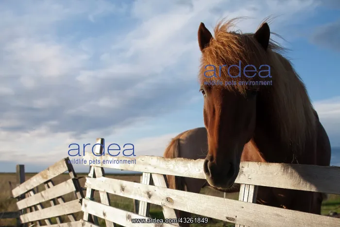 : Iceland, Icelandic Horses in windswept pasture : Iceland, Icelandic Horses in windswept pasture
