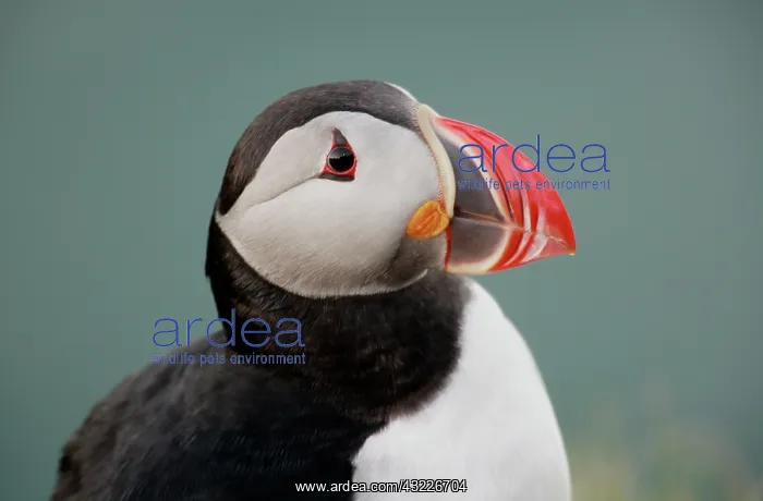 : Iceland, Ingolfshofdi. Profile portrait : Iceland, Ingolfshofdi. Profile portrait
