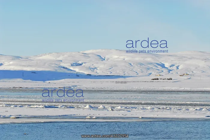 : Iceland, inland, ducks swimming in icy blue : Iceland, inland, ducks swimming in icy blue
